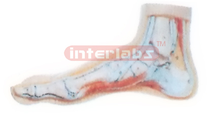 EUR-TYPE, BIG NORMAL FOOT ANATOMICAL MODEL